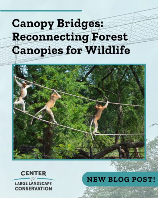 Busy roads can be both a barrier to movement and a major source of mortality for tree-dwelling species. Wildlife crossings are becoming a more widespread solution to reconnect fragmented habitats, keep animals on the move, and keep drivers safe. In places like the Amazon rainforest and Costa Rica, canopy bridge crossings that are designed for arboreal species are bridging the gaps in forest canopies created by roads or other barriers. Read our new blog post to learn more about the different kinds of canopy bridges and the species they serve. Follow the link in our bio to read the blog post.