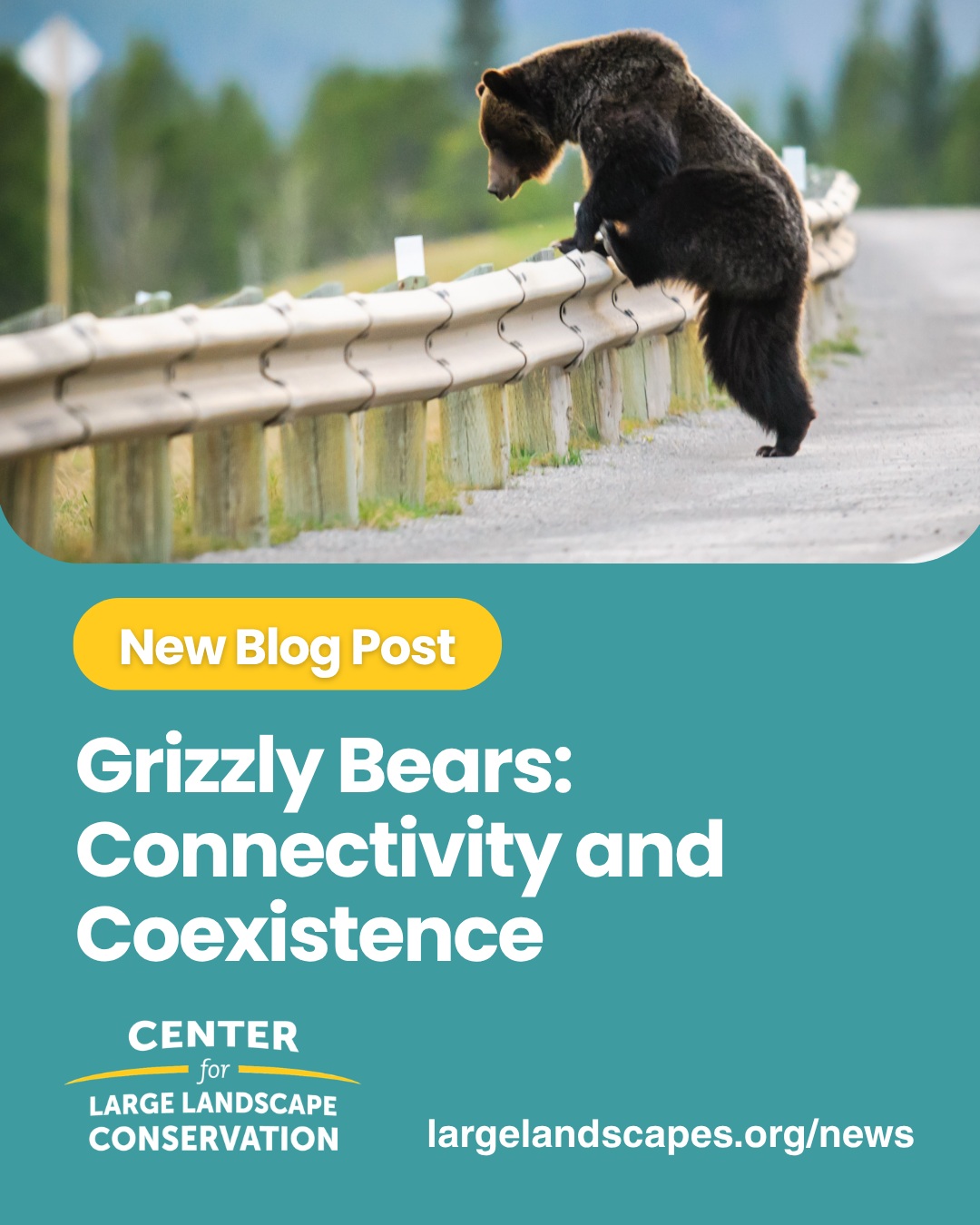 Grizzly bears once ranged throughout North America. Today, however, they subsist on only a small fraction of their historical range, and their remaining habitat is rapidly shrinking due to habitat fragmentation caused by roads and other infrastructure. To reduce fragmentation and keep bears and other animals safely on the move, CLLC works to plan, advocate for, and advise on the design of wildlife crossings on busy roads to reduce wildlife-vehicle collisions and restore habitat connectivity. Read more about how we’re keeping grizzlies in mind when planning for wildlife crossings at the link in our bio.