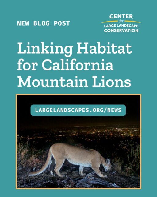 Mountain lions—also called cougars—can be found throughout California and have traditionally thrived in diverse ecosystems from forests to deserts and coastal brushlands. But certain populations of mountain lions in California were recently listed as threatened under the California Endangered Species Act. Barriers to movement such as human development and natural features like mountains have led to six distinct genetic populations of mountain lions. CLLC is working with state and local partners to restore habitat connectivity in the Central Coast region spanning San Francisco to Los Angeles, with an aim to help keep mountain lions and a host of other species on the move. Read more at the link in our bio.