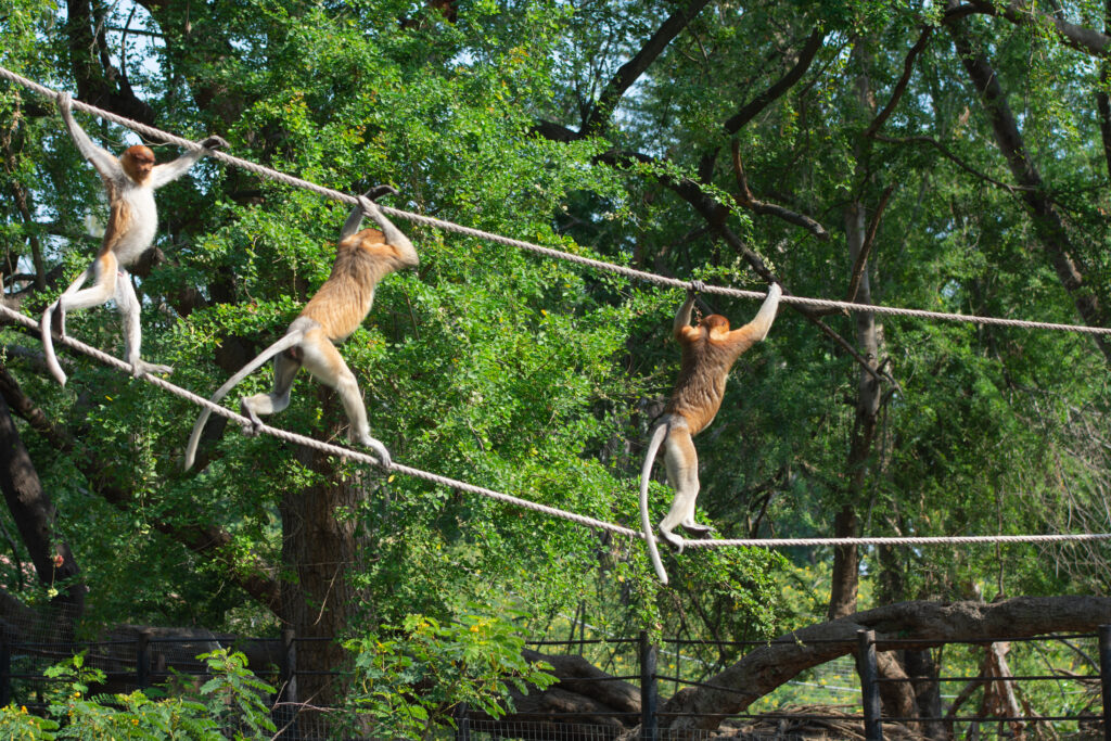Three monkeys use a two-line aerial crossing. 