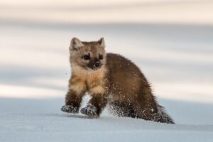 Marten Bounding Through The Snow