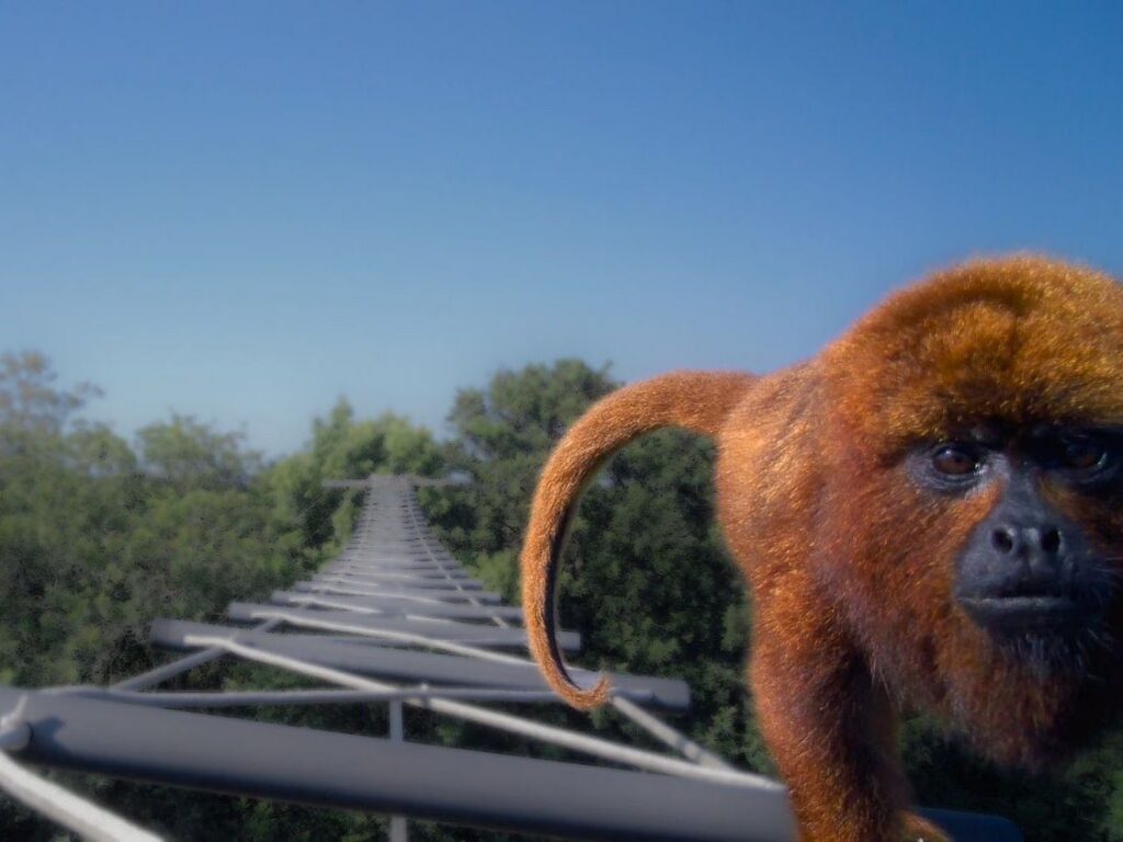 A brown-howler monkey (Alouatta guariba) crosses a horizontal ladder canopy bridge over a road in southern Brazil. Credit: Precisa