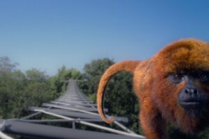A brown-howler monkey (Alouatta guariba) crosses a horizontal ladder canopy bridge over a road in southern Brazil. Credit: Precisa