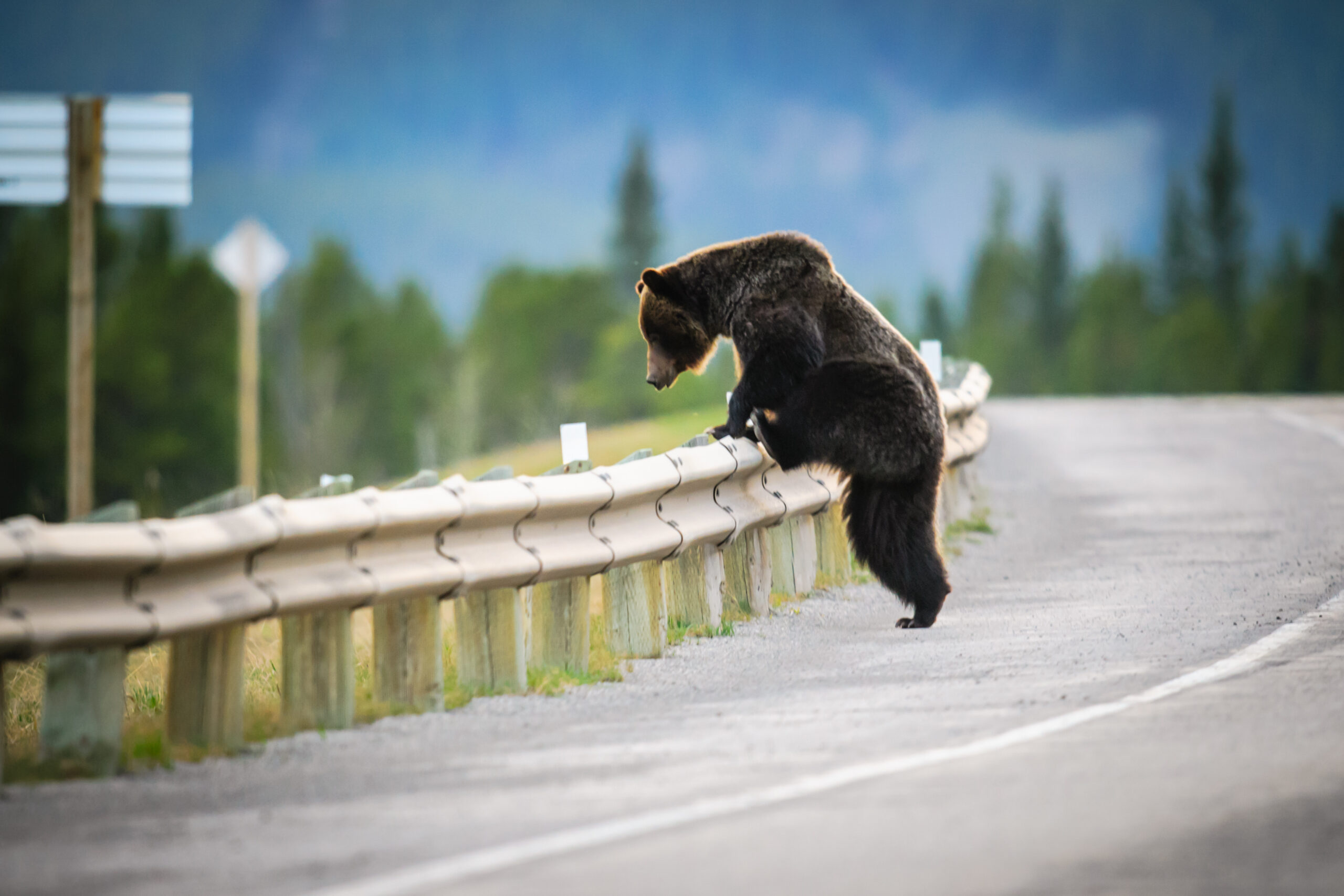 Grizzly Bears: Connectivity and Coexistence