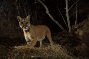 Mountain Lion P 35 Camera Trap Nps Photo